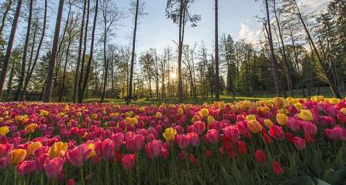 Tulipanes