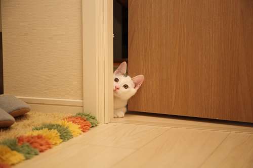 simpatico gatito curioso en la puerta