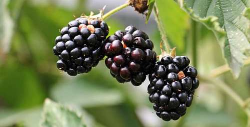 pixel primer plano de un par de moras con un fondo natural