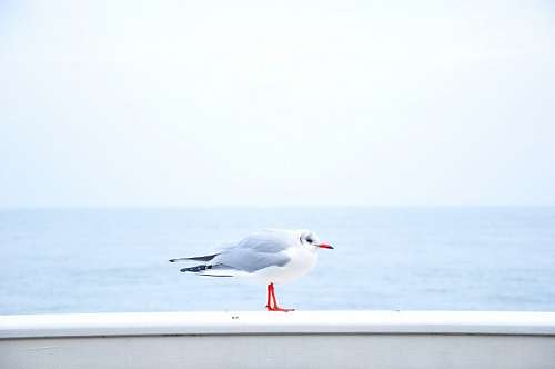 solitario 