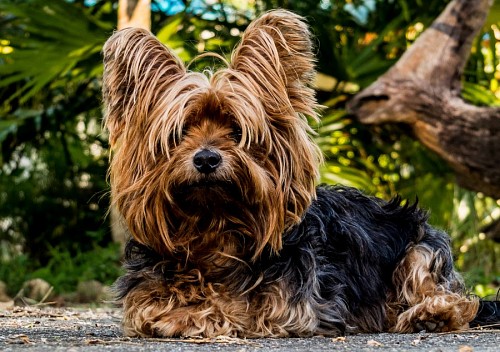 recortable Primer plano de Cachorro de Yorkshire 