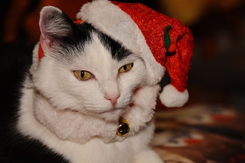 parte del cuerpo Gatito navideño 