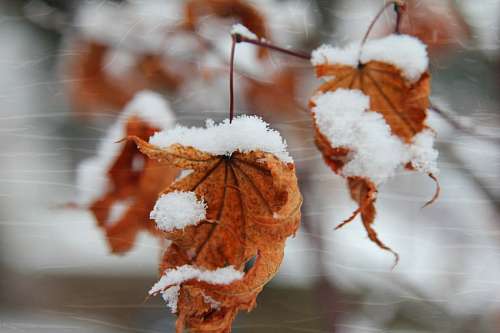 Hojas Nevadas en Invierno