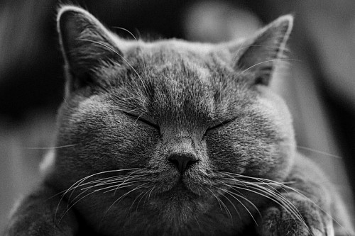 Gato esponjoso gris con sus ojos cerrados