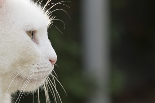 Bigotes de gato blanco