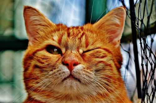 simpatico Simpático gato dorado guiñando el ojo