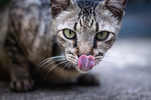 parte del cuerpo Gato atigrado hambriento lamiendose