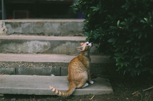 Tranquilo gato oliendo hojas de arbol