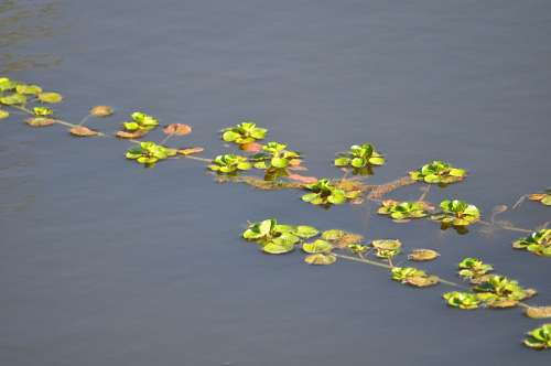 flotando Plantas en el Lago