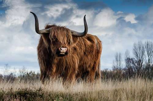 cuernos retrato de un toro con grandes cuernos en medio del campo