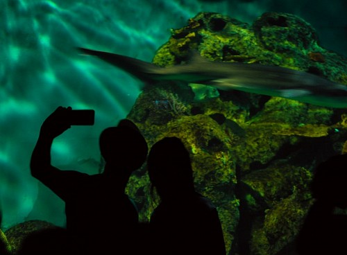 peces Selfie en el acuario