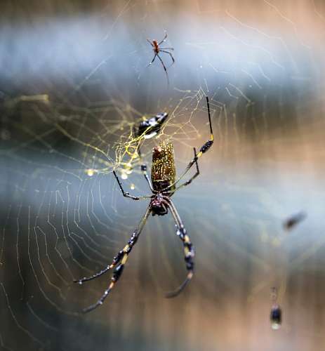 tejido a mano Araña