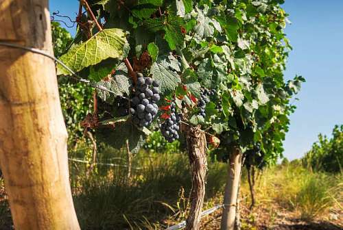 Viñedo con uvas negras en San Juan, Argentina