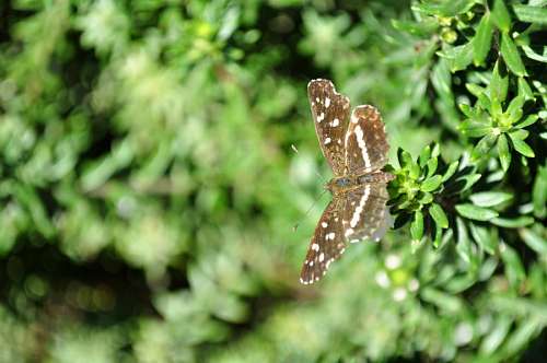 mariposas mariposa