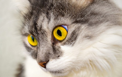 fondos de pantalla 4k Mirada amarilla de felino