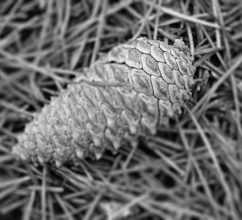 Piña Bosque