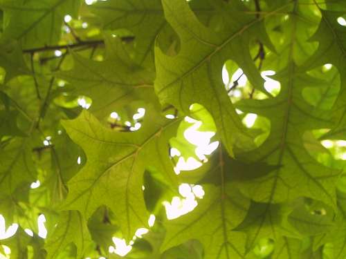 Hojas, Textura, Texturas, Arbol, Verde