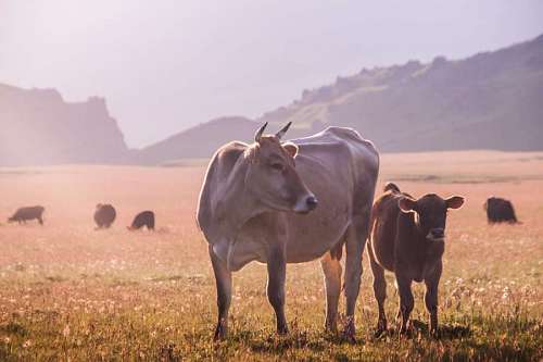 Una vaca y un ternero en el campo al atardecer