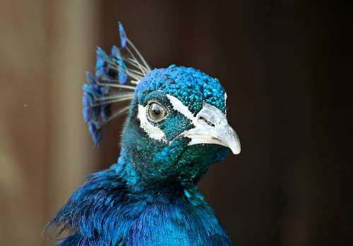 exotico Pavo Real