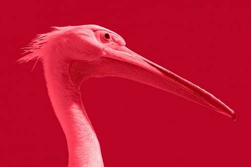 flamingo Flamenco Rosado