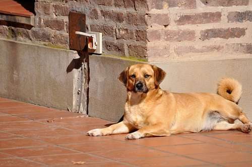 mascota de casa Perro Patio de la Casa