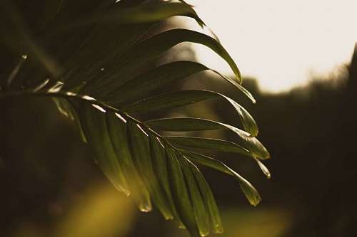 selva Hoja de palmera tropical 