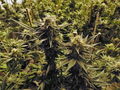 adiccion Marihuana
