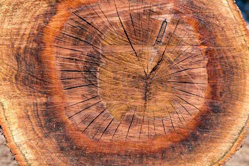 Textura de arbol, tronco cortado por la mitad