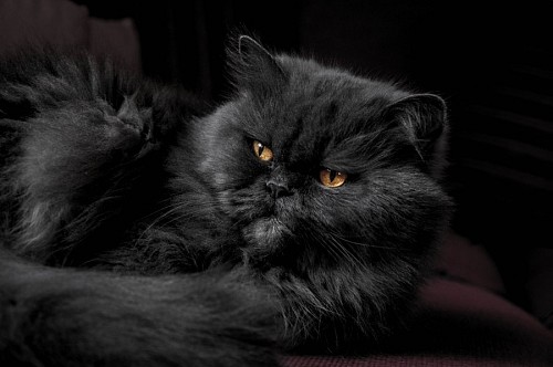 parte del cuerpo Majestuoso gato negro sobre sofá bordo