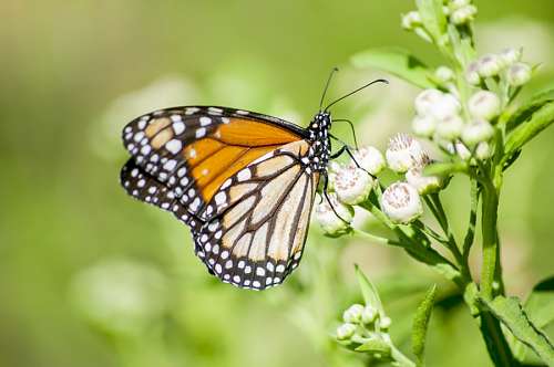 fondos de pantalla 4k Mariposa posando sobre capullo con fondo verde