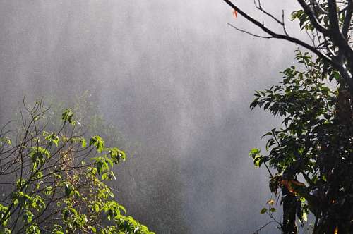 cataratas del iguazu Selva