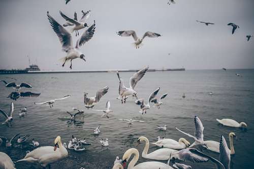 aves 