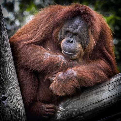minnesota orangutan