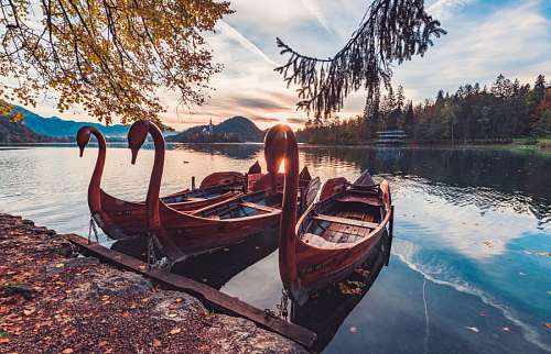 cisne Botes en el lago