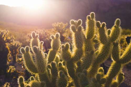 nadar en la naturaleza Cactus en el desierto