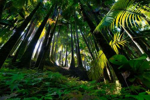 selva Paisaje de un frondoso bosque tropical