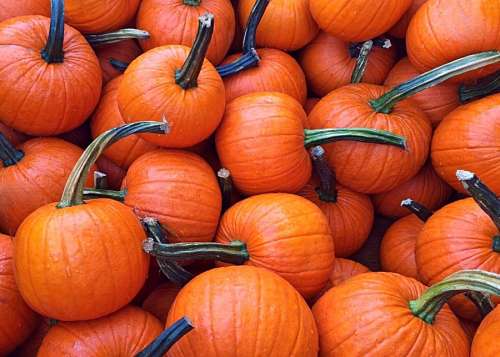 plantacion Calabazas