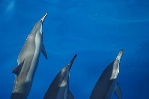Delfines