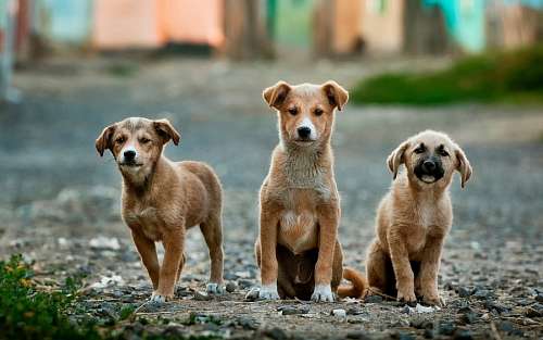 ternura Cachorros