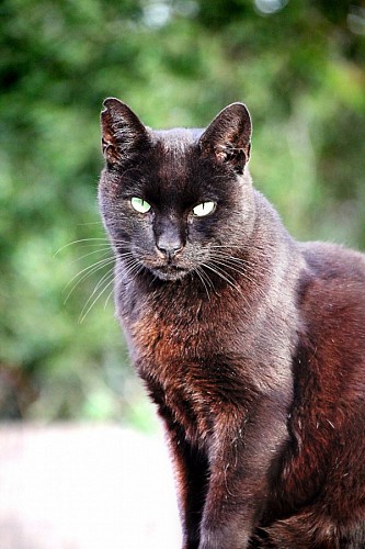 Primer plano de Gato negro 