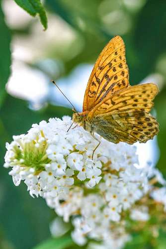 Mariposa posada sobre una flor blanca  en primavera