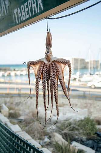 Pulpo español fresco 
