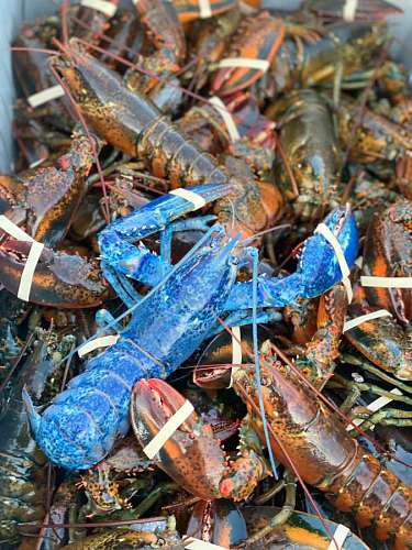 congelado Langosta Azul 