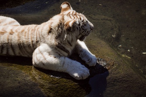 selva Tigre de bengala blanco reposando en roca 