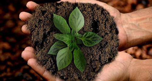 mostrando Mano de hombre sosteniendo tierra fertil con una planta 