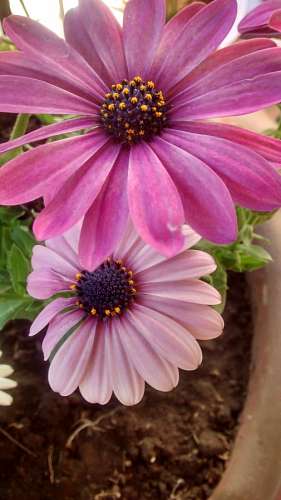 gerber gerberas rosas