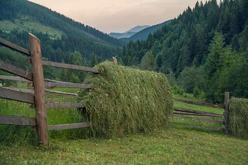 ucrania Europa, Europe, Ucrania, campo, farm, field, granj