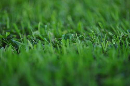 Textura Pasto