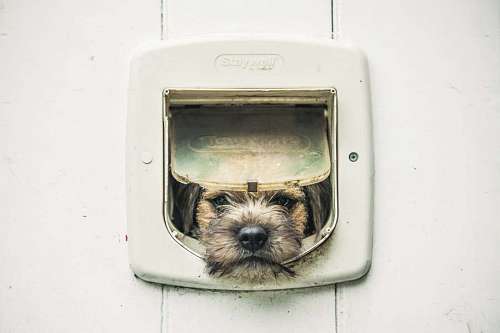 Perro pequeño asomando la cabeza por la puerta de entrada 