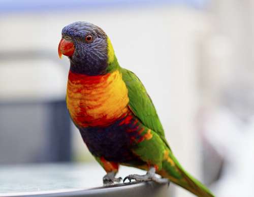 12 anos Agapornis cuerpo entero